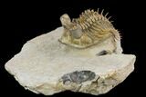 Tower Eyed Erbenochile Trilobite - Stunning! #125141-1